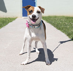 Dog at Animal Shelter