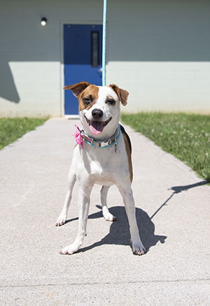 Dog standing outside of Animal Shelter