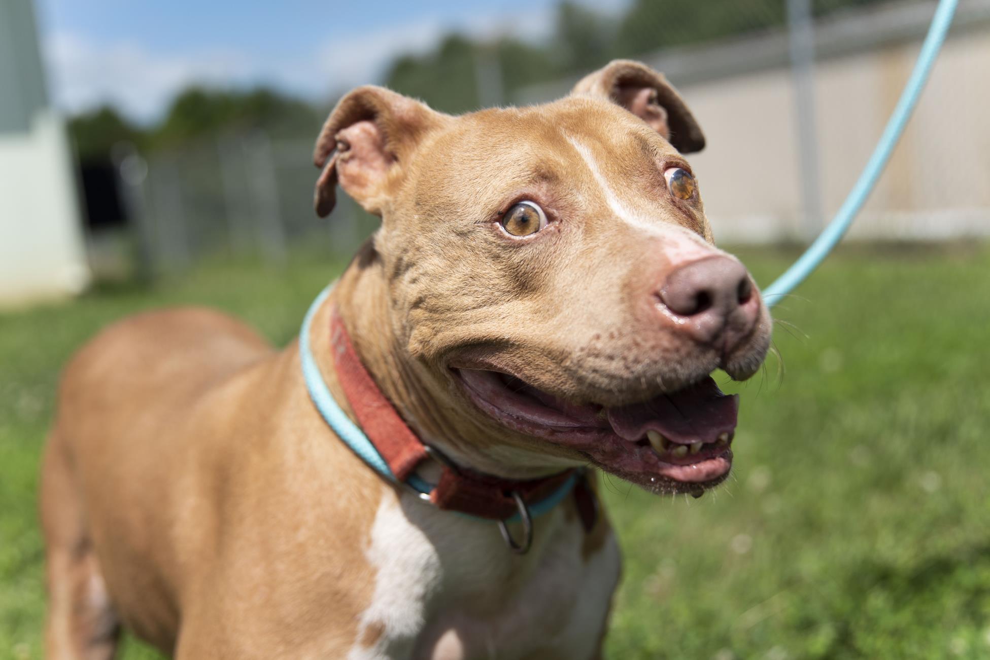 Dog standing outside of Animal Shelter