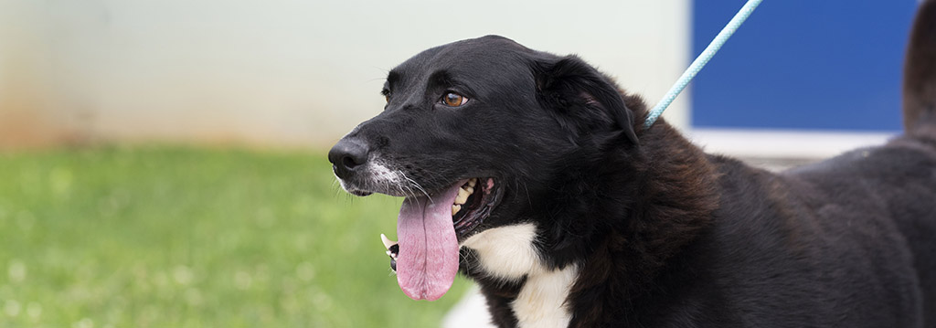 Dog at Animal Shelter