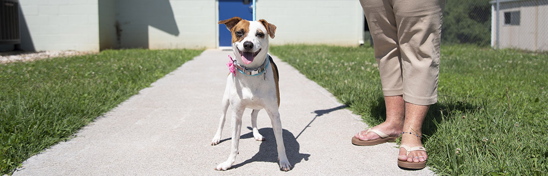 Dog at Animal Shelter