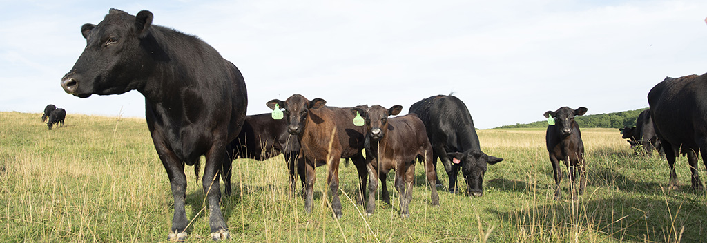 Cows graze in a Bedford County field