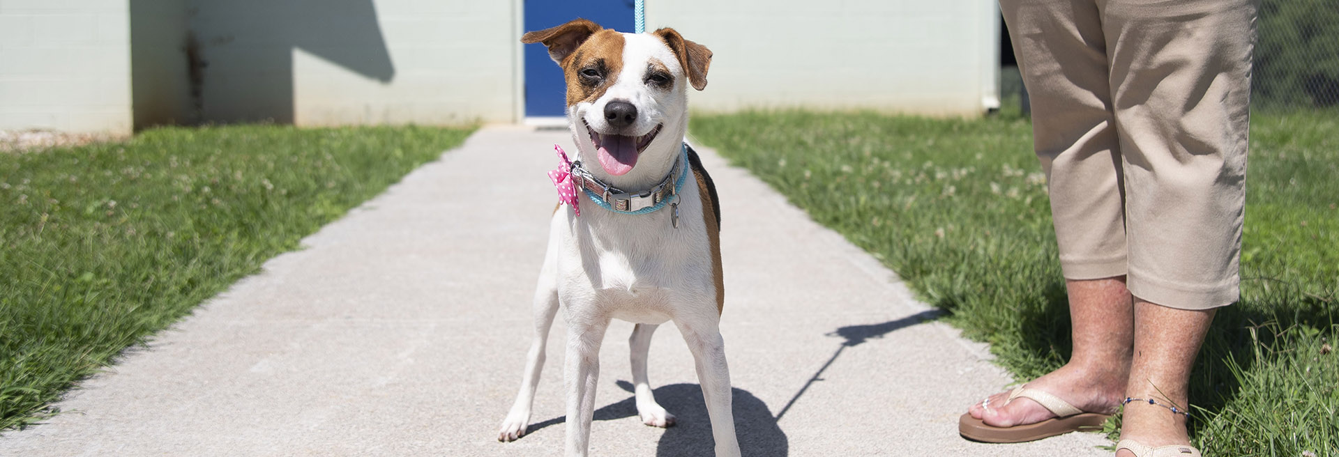 animal shelter hero image